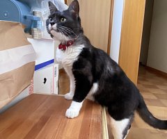 猫写真
