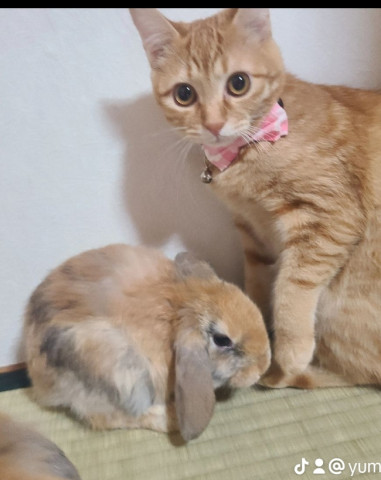 猫とうさぎ