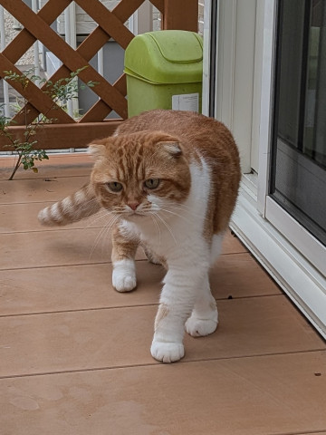 パトロール😺