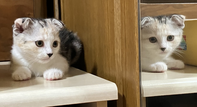 ネコ写真