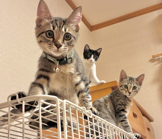 ネコ写真