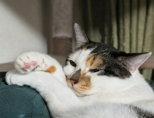 つまんにゃいもん。