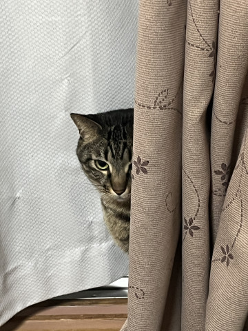 家政婦は見た