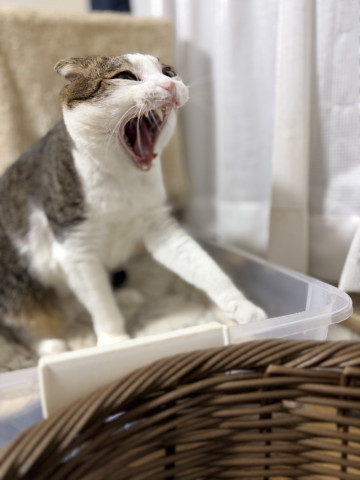 りんりんの叫び