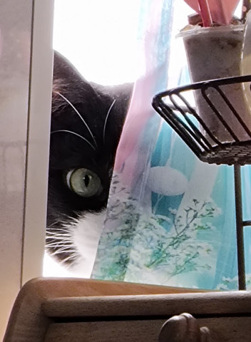 ネコ写真