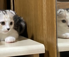 ネコ写真