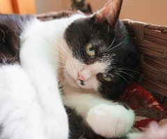 猫写真