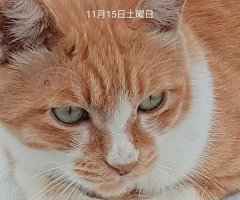 猫写真