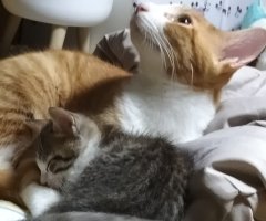 猫写真