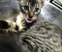 猫写真