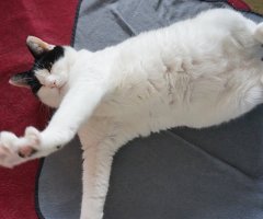 猫写真