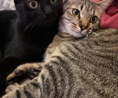 猫写真
