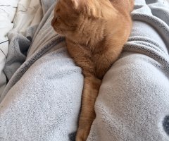 猫写真