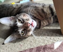 猫写真