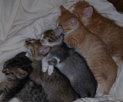 猫写真