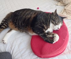 猫写真