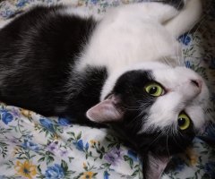 猫写真