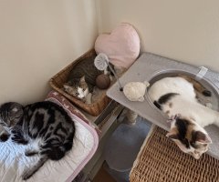 猫写真