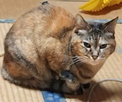 猫写真