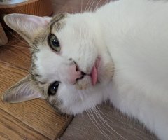 猫写真