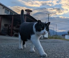 猫写真