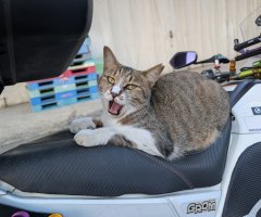 猫写真