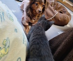 猫写真