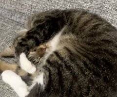 猫写真