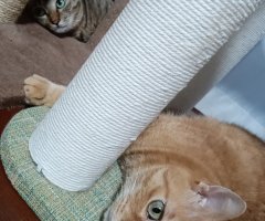 猫写真