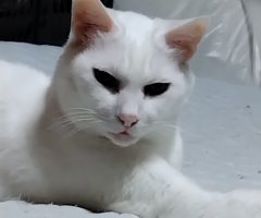 猫写真