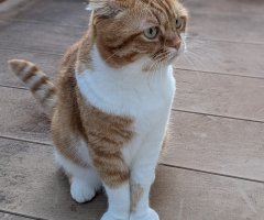 猫写真