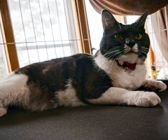 猫写真