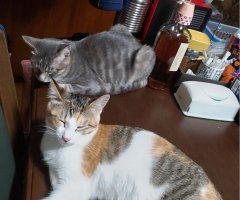 猫写真