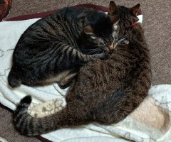 猫写真