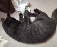 猫写真