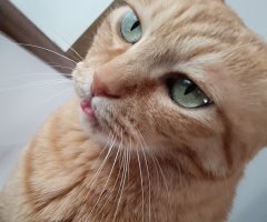 猫写真