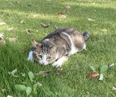 猫写真