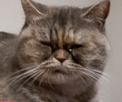猫写真