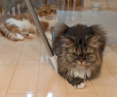 猫写真