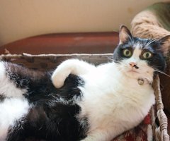 猫写真