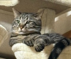 猫写真