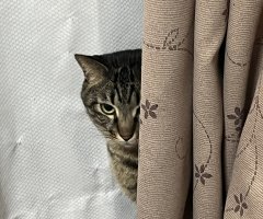 猫写真