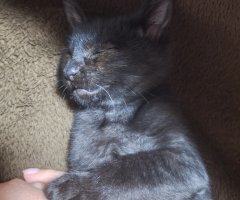 猫写真