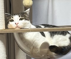 猫写真