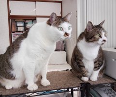 猫写真