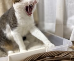 猫写真