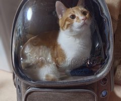 猫写真