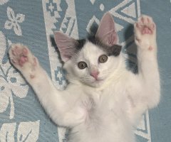 猫写真