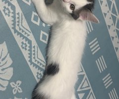 猫写真