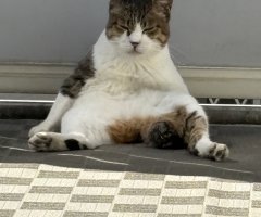 猫写真